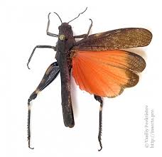 Attēlu rezultāti vaicājumam “Psophus stridulus”