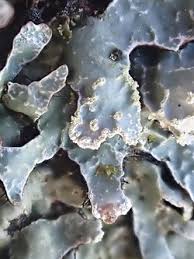 Attēlu rezultāti vaicājumam “Parmelia sulcata”