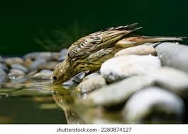 Attēlu rezultāti vaicājumam “Emberiza citrinella juvenile”