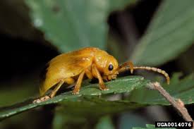 Attēlu rezultāti vaicājumam “Mycosphaerella ulmi”