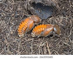 Attēlu rezultāti vaicājumam “Ceruchus chrysomelinus larva”