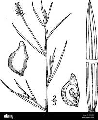 Attēlu rezultāti vaicājumam “Potamogeton compressus”