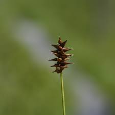 Attēlu rezultāti vaicājumam “Carex dioica male flower”