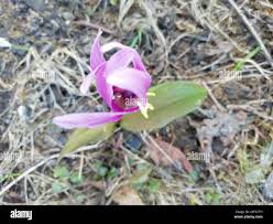 Attēlu rezultāti vaicājumam “Erythronium sibiricum”