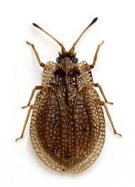 Attēlu rezultāti vaicājumam “Acalypta carinata”