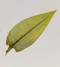 Attēlu rezultāti vaicājumam “Platyhypnidium riparioides”