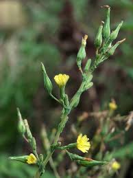 Attēlu rezultāti vaicājumam “Lactuca sativa flower”