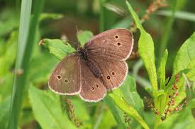 Attēlu rezultāti vaicājumam “Aphantopus hyperantus”