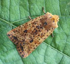 Attēlu rezultāti vaicājumam “Conistra rubiginea”