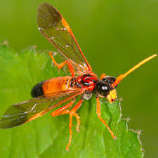 Attēlu rezultāti vaicājumam “Tenthredo campestris female”
