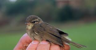 Image result for Phylloscopus schwarzi