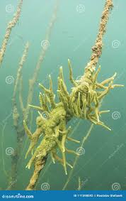 Attēlu rezultāti vaicājumam “Spongilla lacustris”