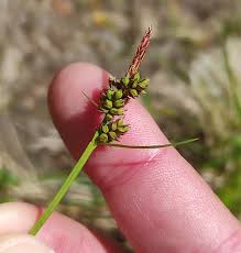 Attēlu rezultāti vaicājumam “Carex pilulifera”