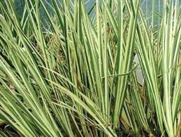 Image result for Acorus calamus