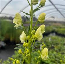Image result for Aconitum napellus