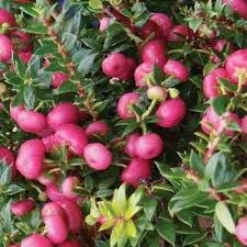 Attēlu rezultāti vaicājumam “Gaultheria cuneata”