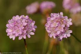 Attēlu rezultāti vaicājumam “Armeria vulgaris”