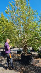 Attēlu rezultāti vaicājumam “Prunus (bird-cherry tree)”