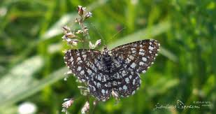 Attēlu rezultāti vaicājumam “Chiasmia clathrata”