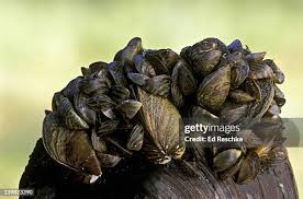 Attēlu rezultāti vaicājumam “Dreissena polymorpha”