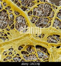 Attēlu rezultāti vaicājumam “Physarum obscurum plasmodium”