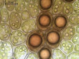 Attēlu rezultāti vaicājumam “Frullania fragilifolia”