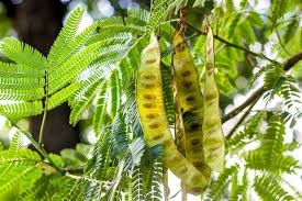 Attēlu rezultāti vaicājumam “Gleditsia triacanthos fruit”
