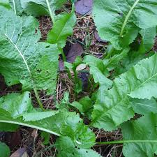 Attēlu rezultāti vaicājumam “Armoracia rusticana leaf”