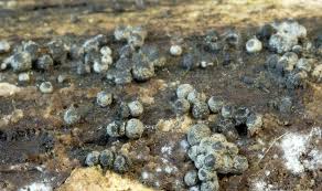 Attēlu rezultāti vaicājumam “Lasiosphaeria ovina spores”