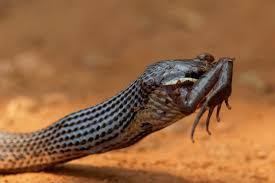 Attēlu rezultāti vaicājumam “Serpentes”