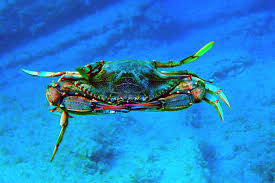 Image result for Callinectes sapidus