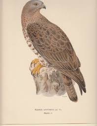 Attēlu rezultāti vaicājumam “Pernis apivorus”