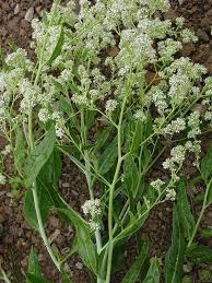 Attēlu rezultāti vaicājumam “Lepidium latifolium flower”