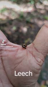 Attēlu rezultāti vaicājumam “Hirudinea”