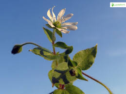 Attēlu rezultāti vaicājumam “Myosoton aquaticum flower”