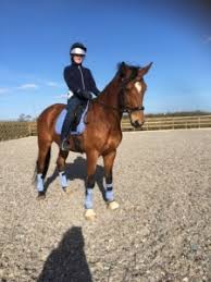 Image result for Ayr Riding Club