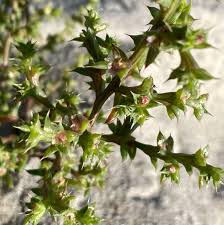 Attēlu rezultāti vaicājumam “Salsola kali”