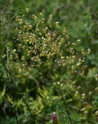 Attēlu rezultāti vaicājumam “Thalictrum minus leaf”