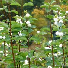Attēlu rezultāti vaicājumam “Symphoricarpos albus”