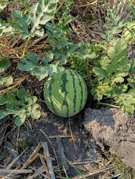 Attēlu rezultāti vaicājumam “Citrullus lanatus leaf”