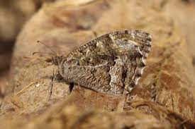 Attēlu rezultāti vaicājumam “Hipparchia semele underside”