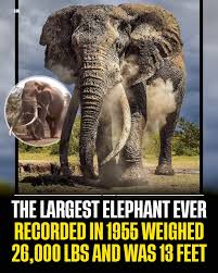 Image result for Elite Fighting Systems, Elephant & Castle