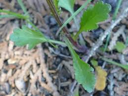 Attēlu rezultāti vaicājumam “Leucanthemum vulgare leaf”