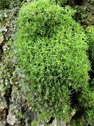 Attēlu rezultāti vaicājumam “Syntrichia virescens”