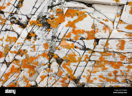 Attēlu rezultāti vaicājumam “Caloplaca saxicola”