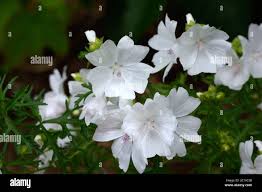 Attēlu rezultāti vaicājumam “Malva moschata alba”