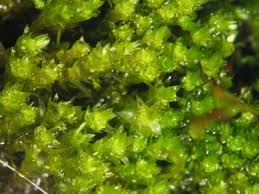 Attēlu rezultāti vaicājumam “Bryum neodamense”