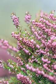 Attēlu rezultāti vaicājumam “Erica x darleyensis flower”