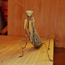 Attēlu rezultāti vaicājumam “Mantis religiosa”