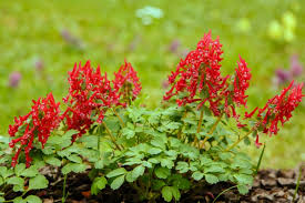 Attēlu rezultāti vaicājumam “Corydalis solida flower”